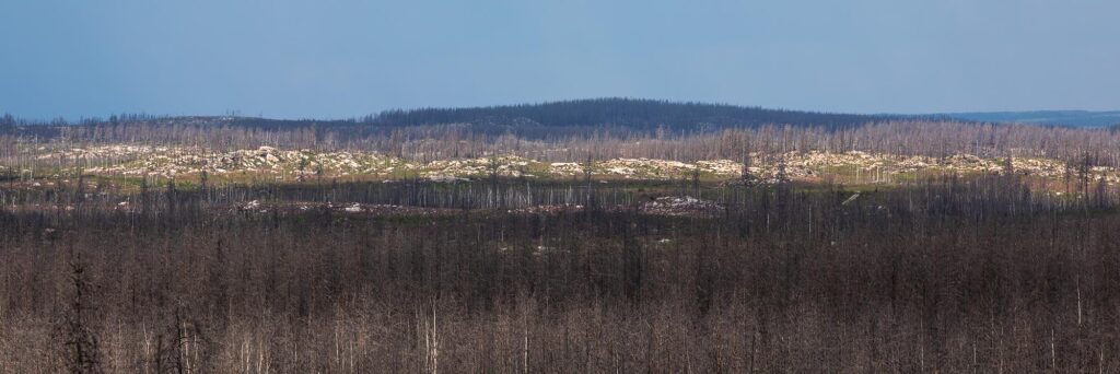 Halleskogsbrännans Naturreservat