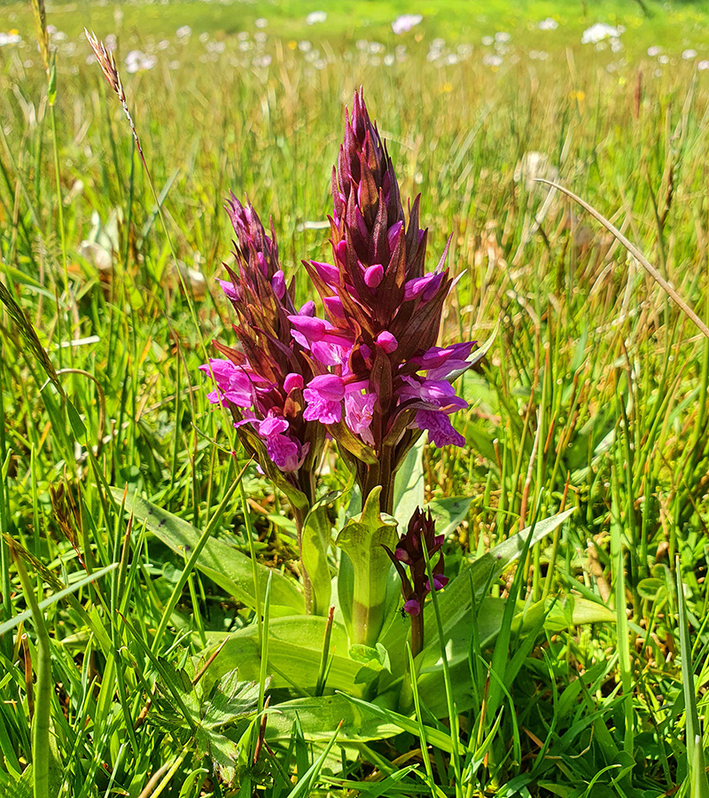 Twente, Overijssel, Nationaal Landschap, De Lutte, Oldenzaal