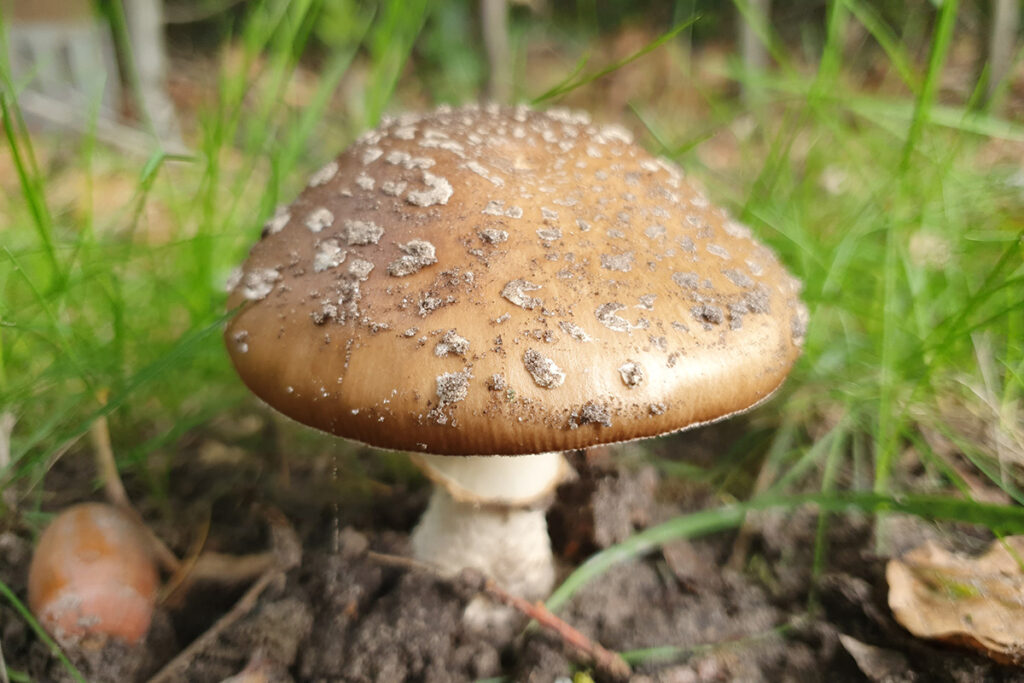 Halderberge, Dorp Hoppen, knooppuntensysteem, knopen lopen, Hoeven, Oudenbosch, Oud Gastel, Bosschenhoofd, West-Brabant, basiliek, panteranamiet