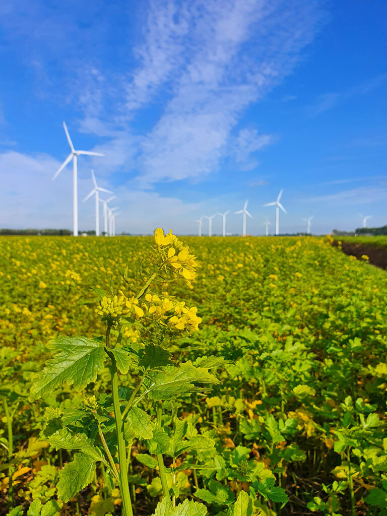 Halderberge, Dorp Hoppen, knooppuntensysteem, knopen lopen, Hoeven, Oudenbosch, Oud Gastel, Bosschenhoofd, West-Brabant, basiliek