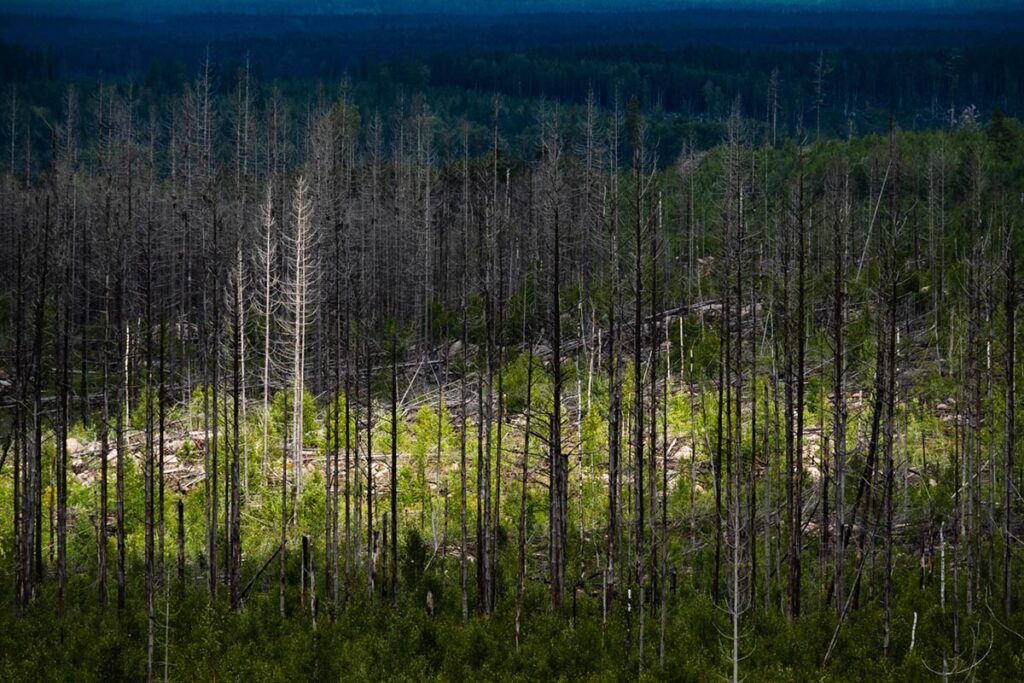 Halleskogsbrännans Naturreservat