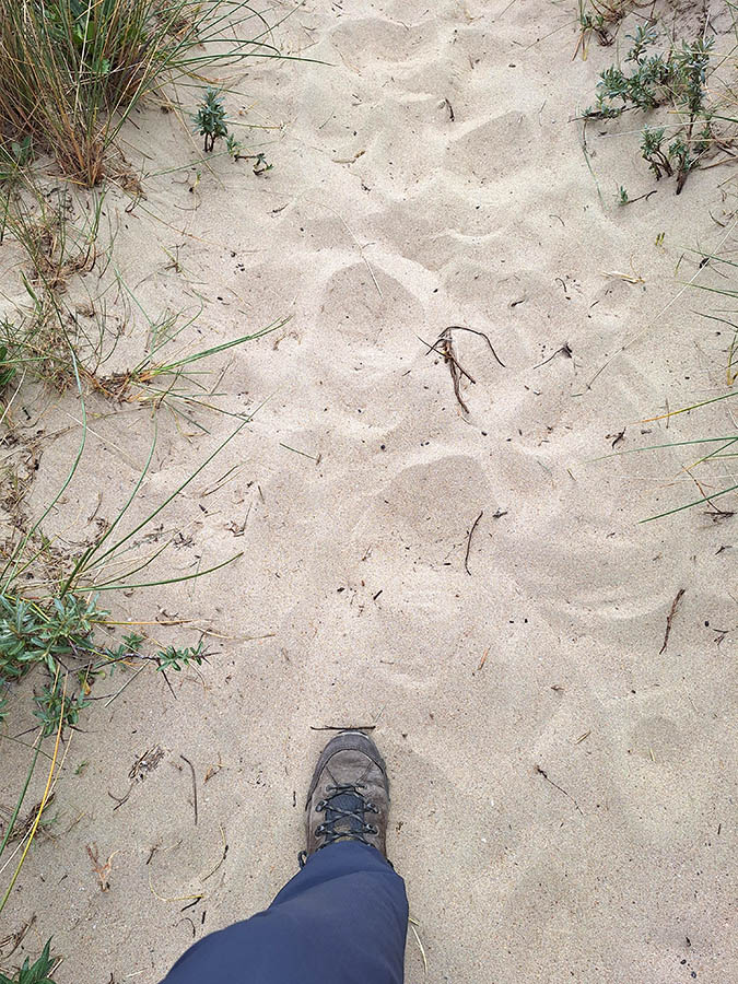 Karthuizerduinen, ter yde, Oostduinkerke, Belgie