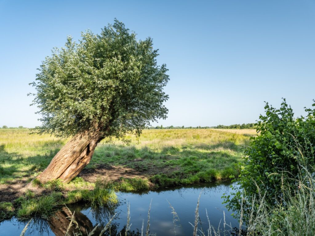 zouweboezem, utrecht, vogels, vianen, lexmond, zuid-holland
