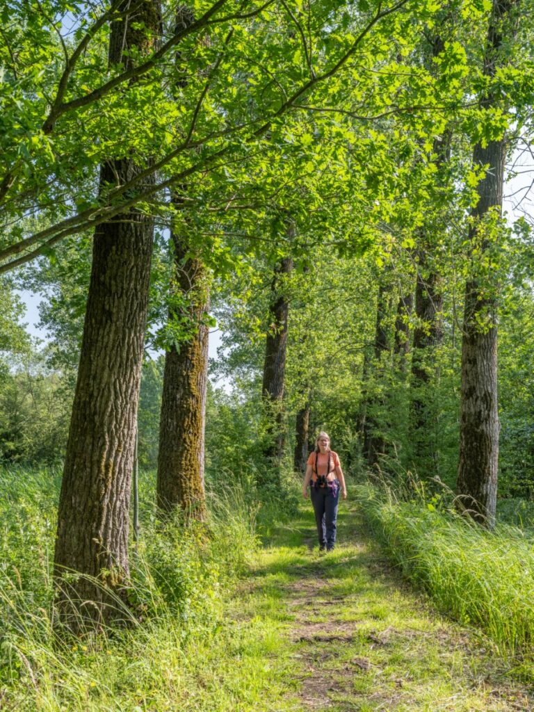 zouweboezem, utrecht, vogels, vianen, lexmond, zuid-holland
