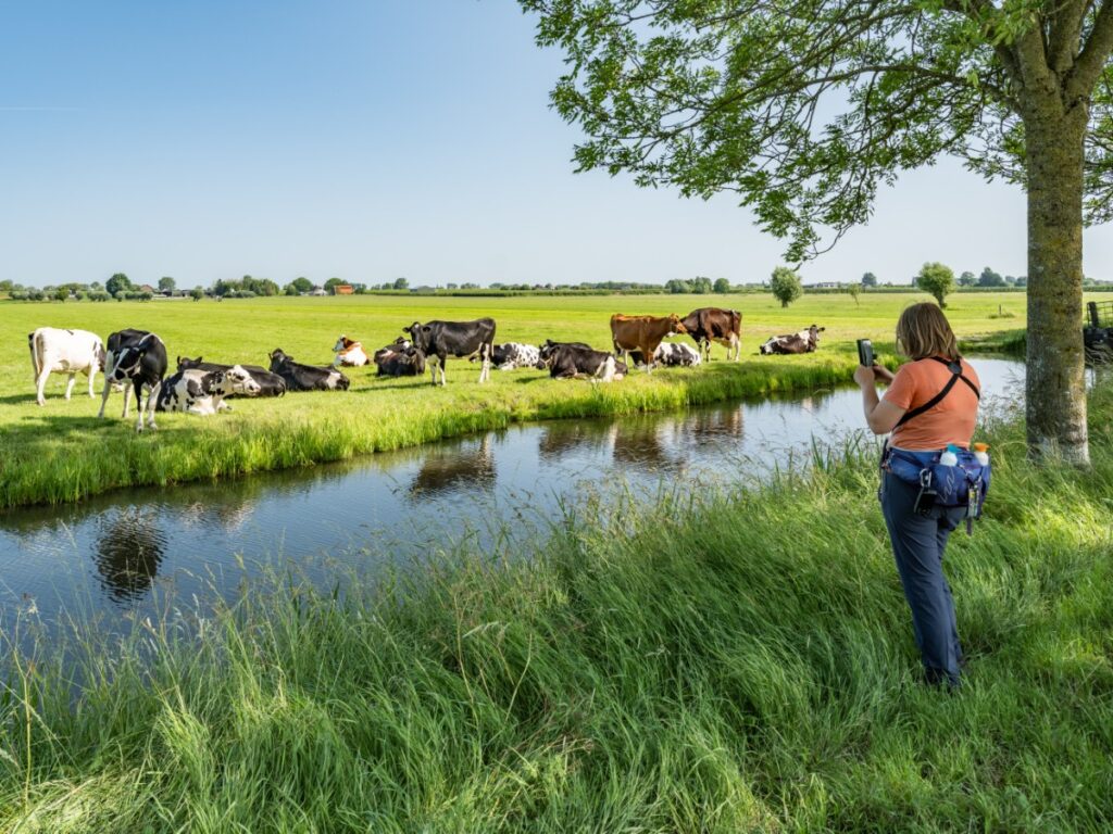 zouweboezem, utrecht, vogels, vianen, lexmond, zuid-holland