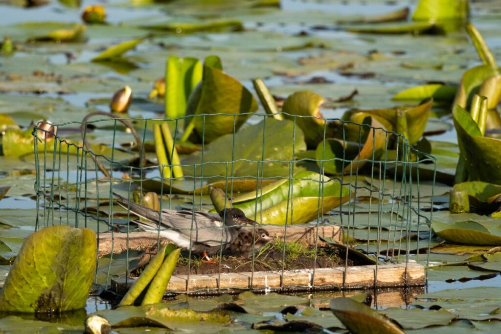 zouweboezem, utrecht, vogels, vianen, lexmond, zuid-holland