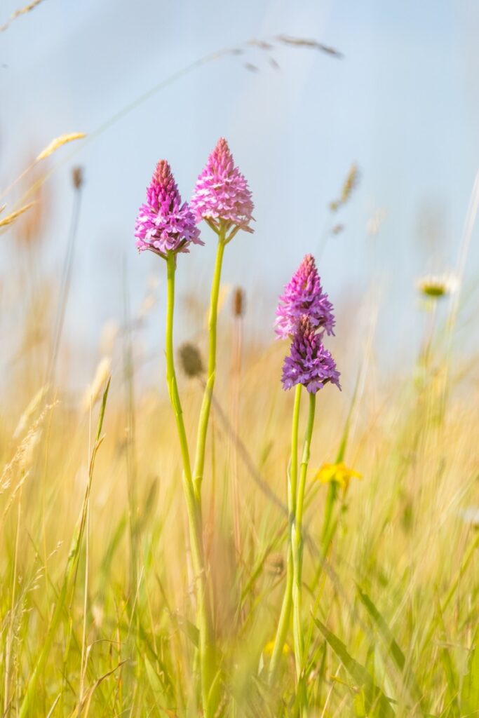 zouweboezem, utrecht, vogels, vianen, lexmond, zuid-holland