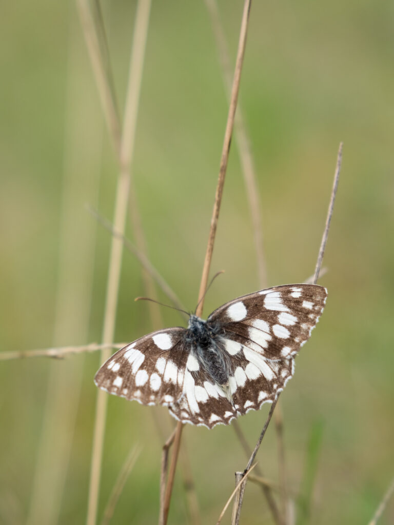 Duitsland, Beieren, Altmuhltal, panoramaweg, toptrail, naturpark, Kelheim, Eichstätt, Dolnnstein, Essing, Mörnsheim, Pappenheim, rotsen, Twaalf Apostelen, Weltenburg