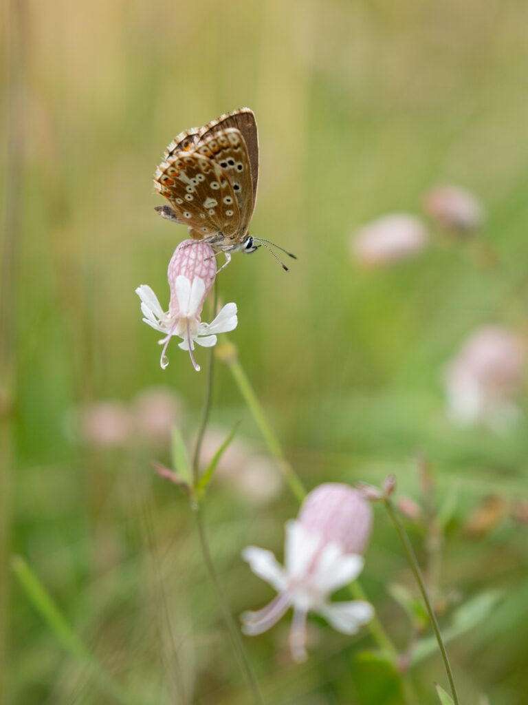 Duitsland, Beieren, Altmuhltal, panoramaweg, toptrail, naturpark, Kelheim, Eichstätt, Dolnnstein, Essing, Mörnsheim, Pappenheim, rotsen, Twaalf Apostelen, Weltenburg
