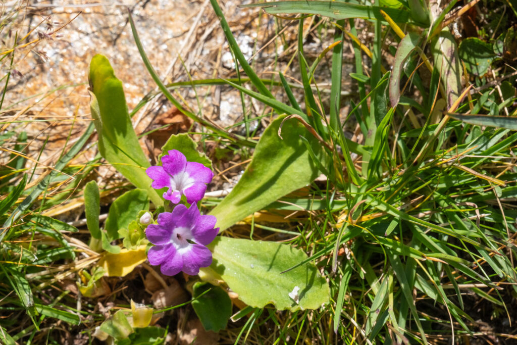 Oostenrijk, austria, Tirol, Pitztal, Hochzeiger, Sechszeiger, Alpen