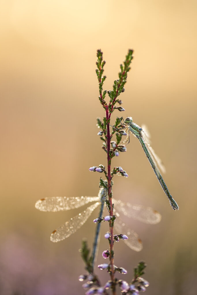 de Teut, Belgie, Kempisch plateau, Vlaanderen, heide