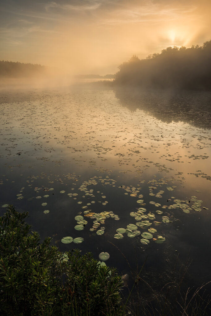 de Teut, Belgie, Kempisch plateau, Vlaanderen, heide