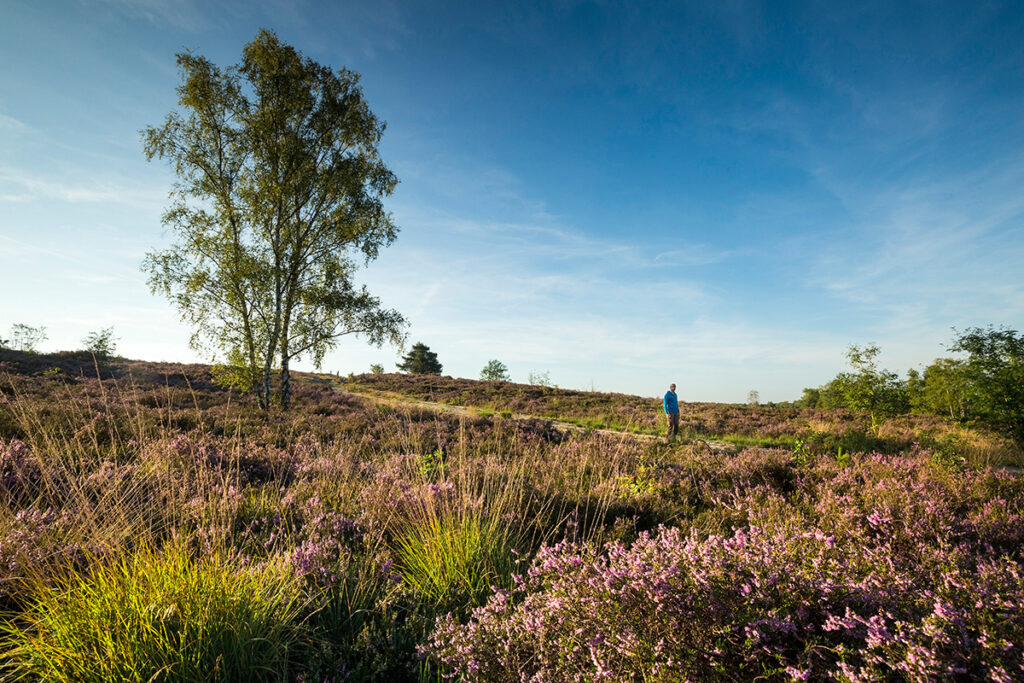 de Teut, Belgie, Kempisch plateau, Vlaanderen, heide