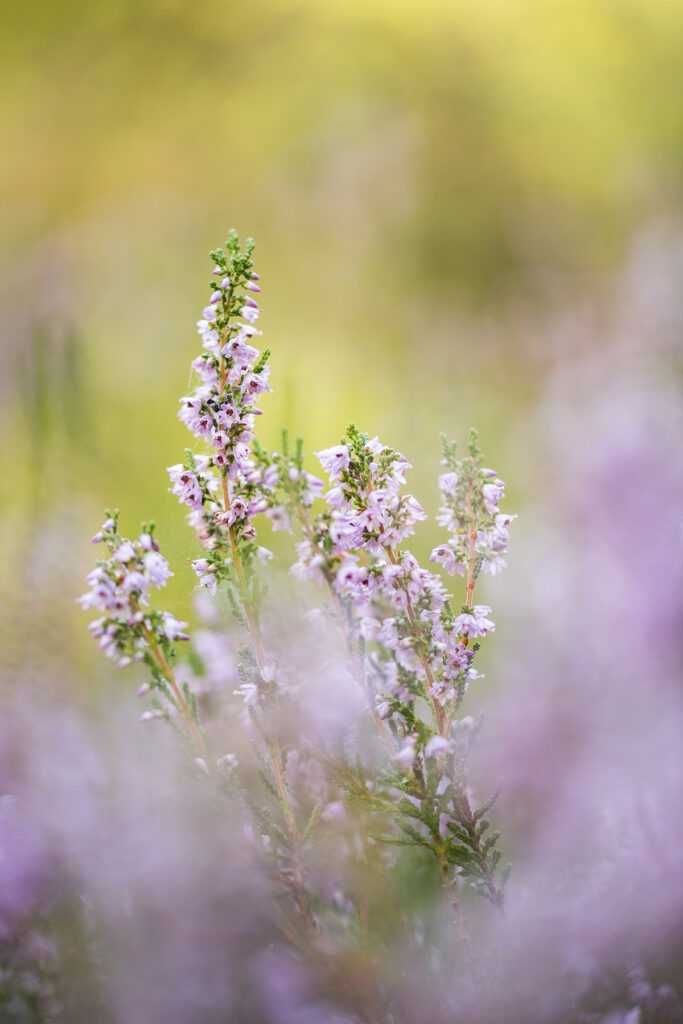 de Teut, Belgie, Kempisch plateau, Vlaanderen, heide