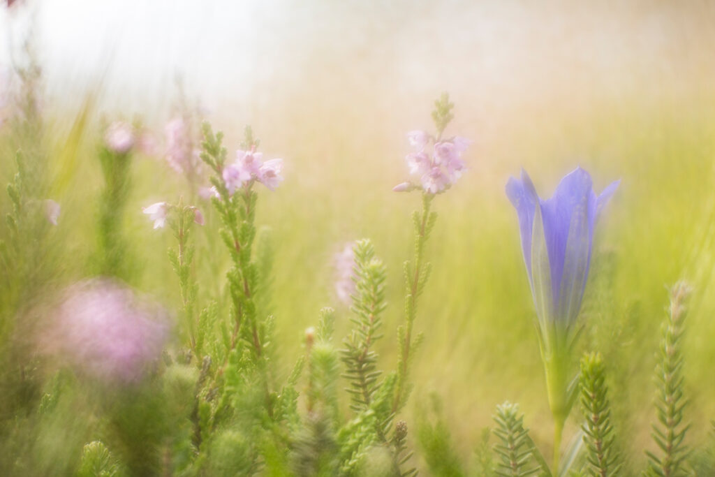 de Teut, Belgie, Kempisch plateau, Vlaanderen, klokjesgentiaan, heide