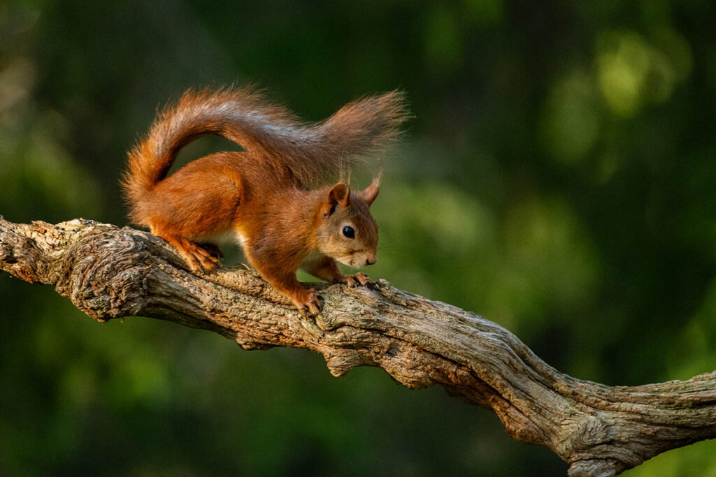 Red squirrel
