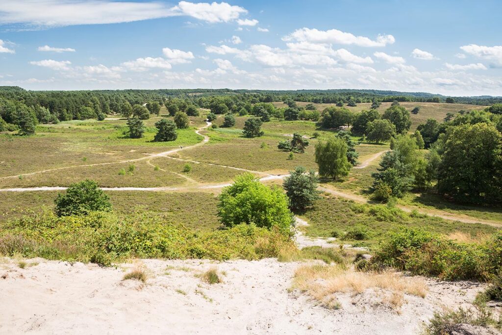 brunsummerheide