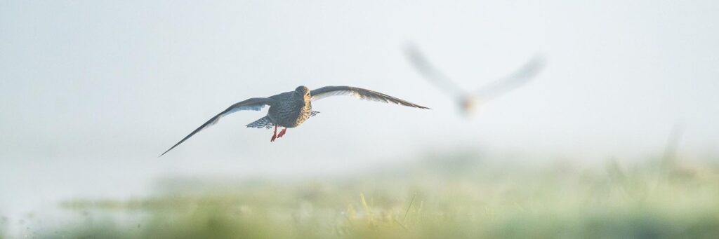 common redshank