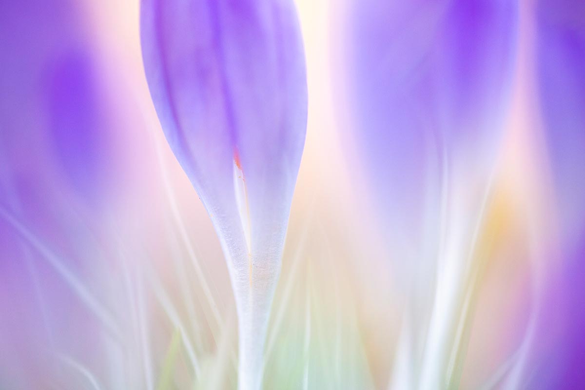 crocus