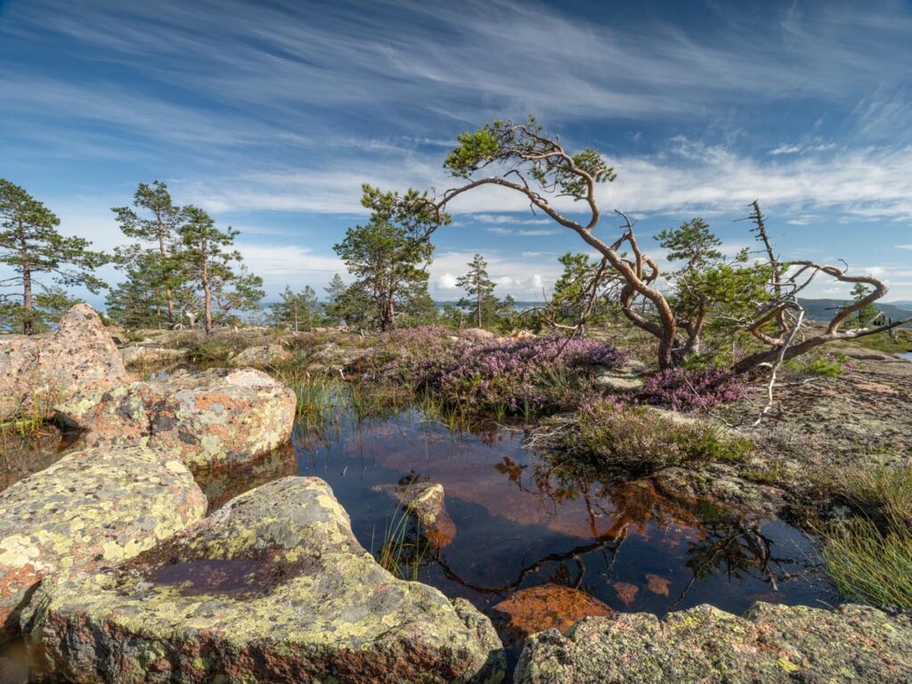 hoga kusten, zweden, skuleskogen