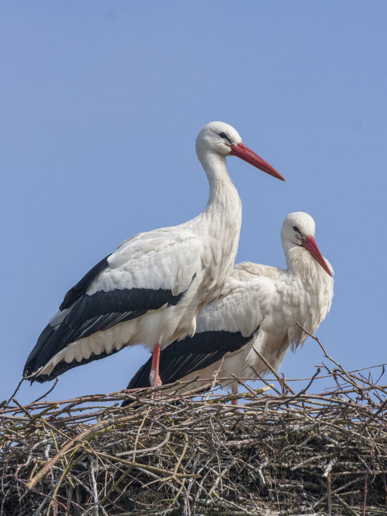 ijsseldelta, christoffelpad, Wieden, weerribben, Overijssel, Genemuiden, Hasselt, Vollenhove, ooievaar