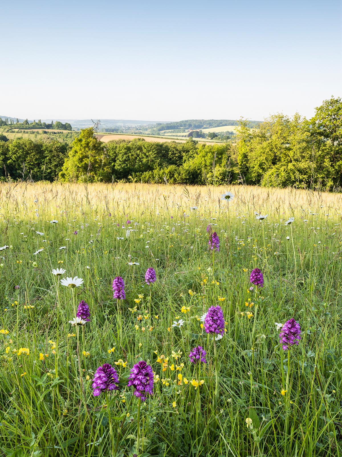 pyramidal orchid