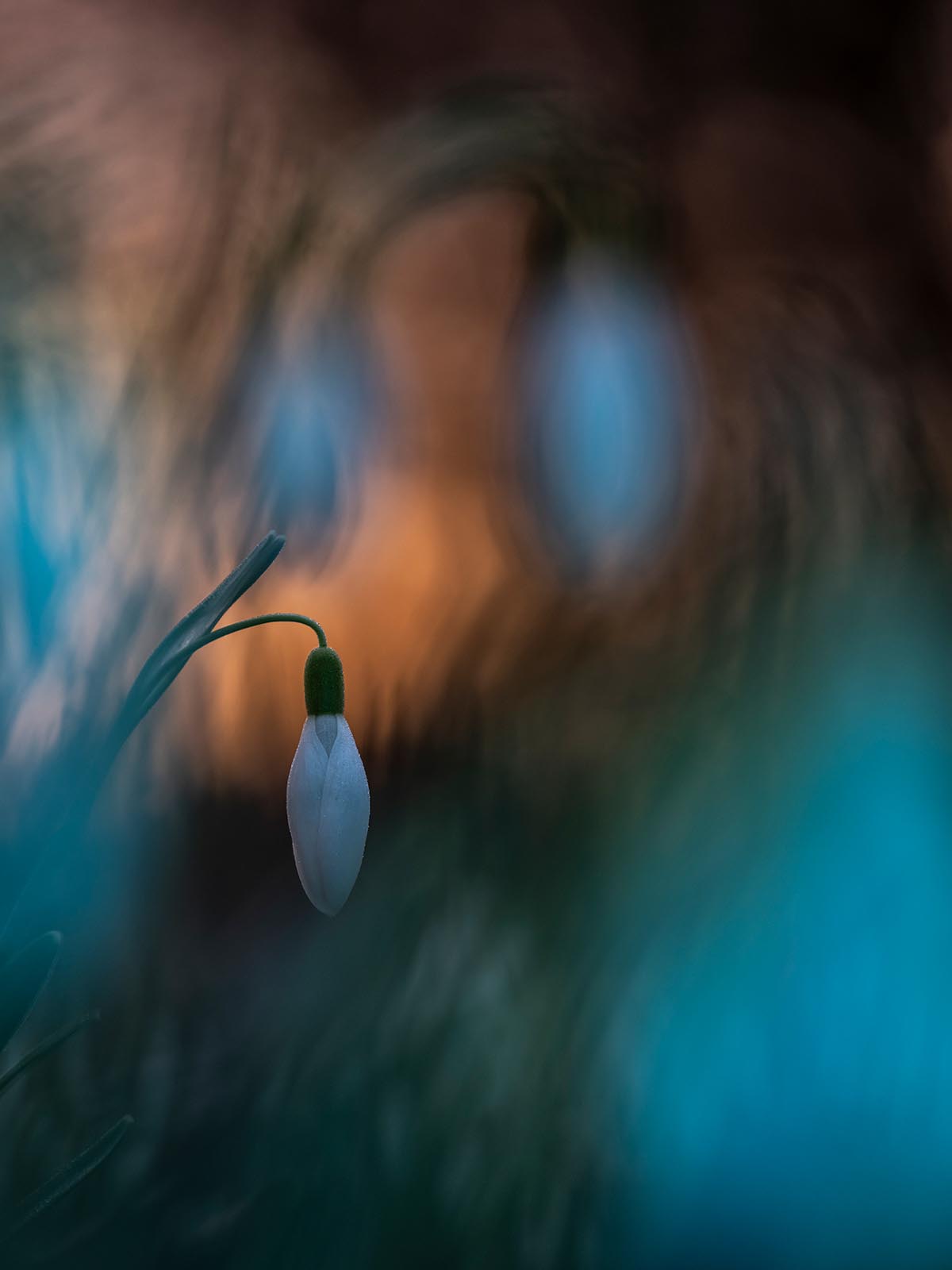 snowdrop