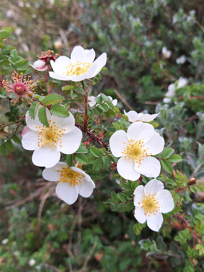 Karthuizerduinen, ter yde, Oostduinkerke, Belgie, duinroos