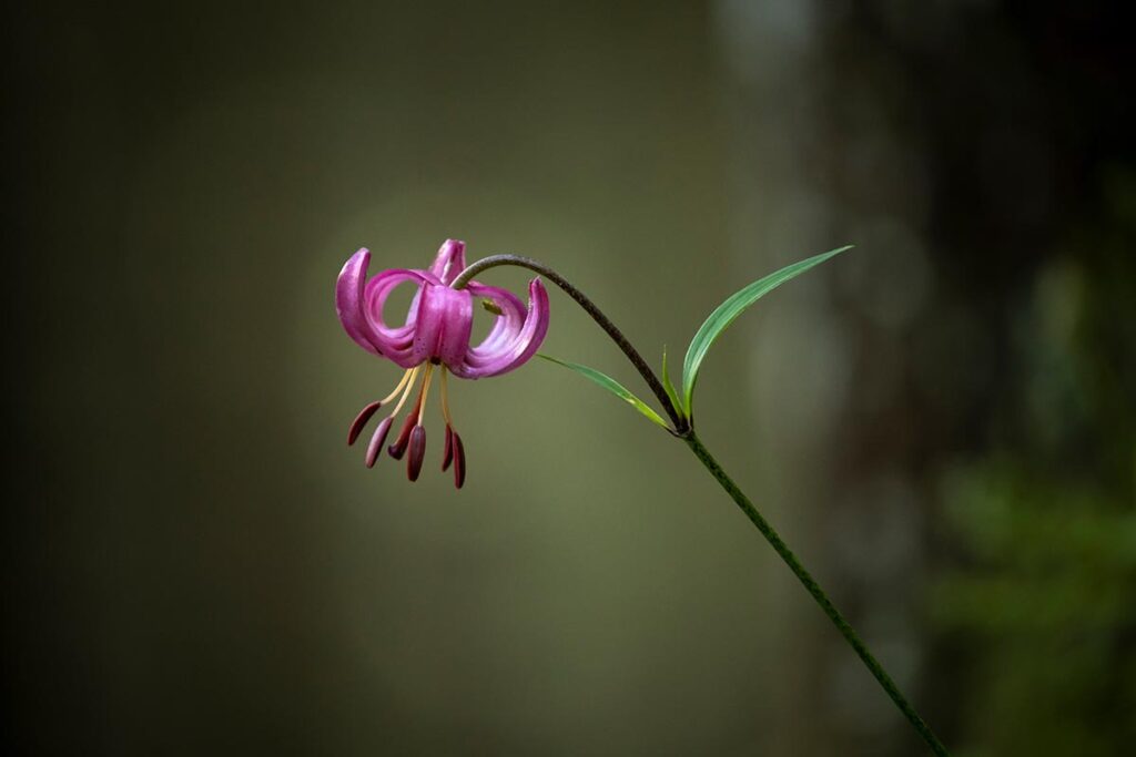 martagon lily