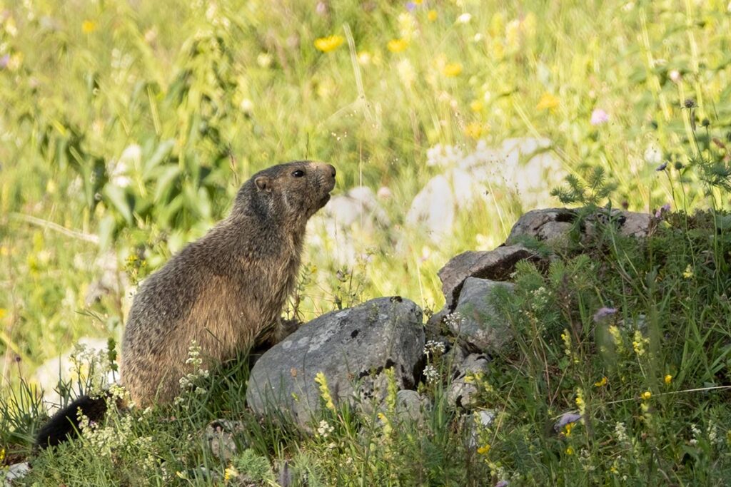 marmot