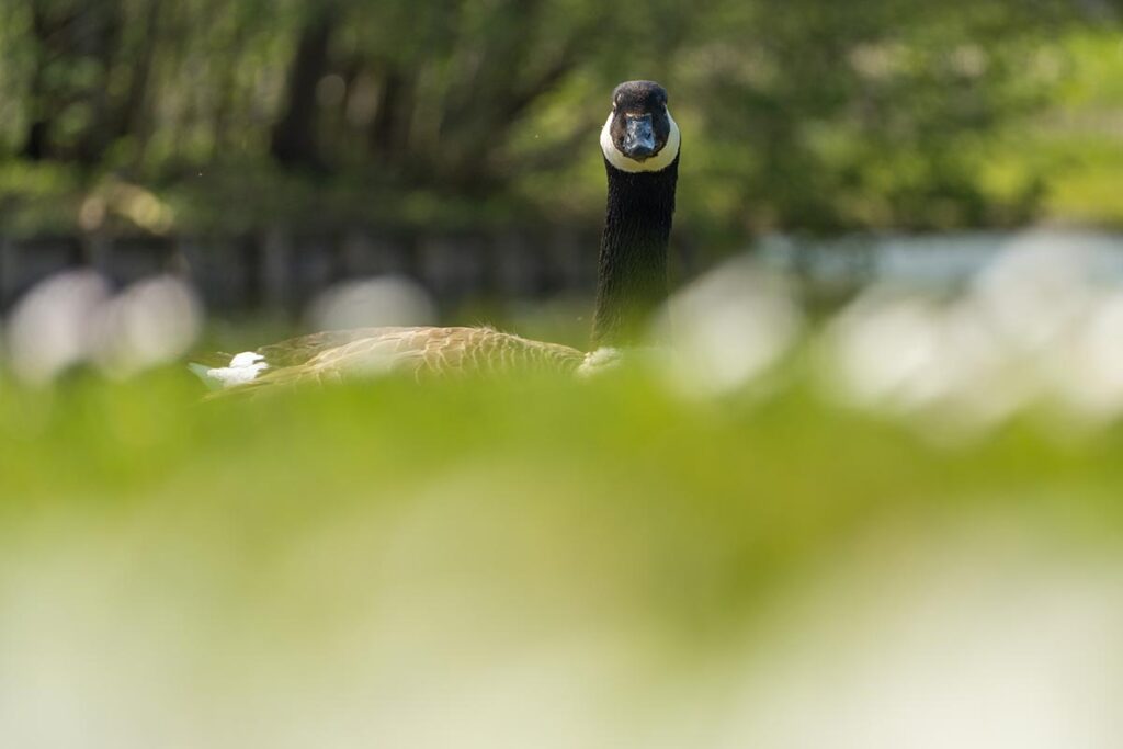 Canada goose