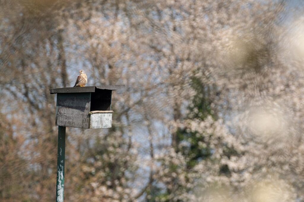 Common kestrel
