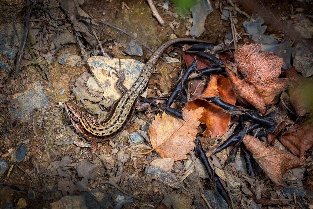 common wall lizard