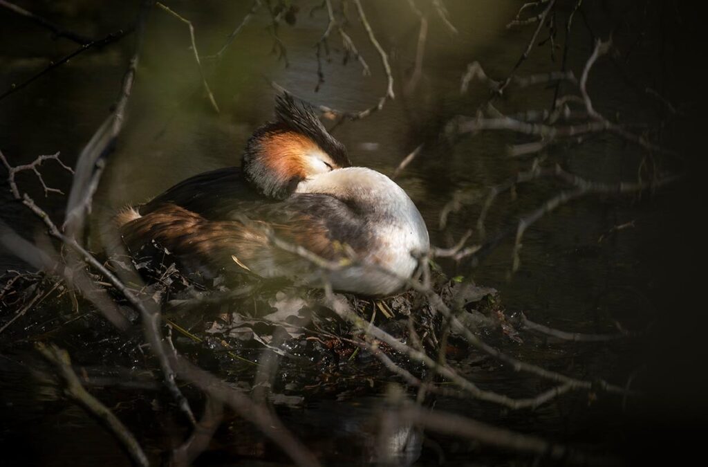 great crested grebe