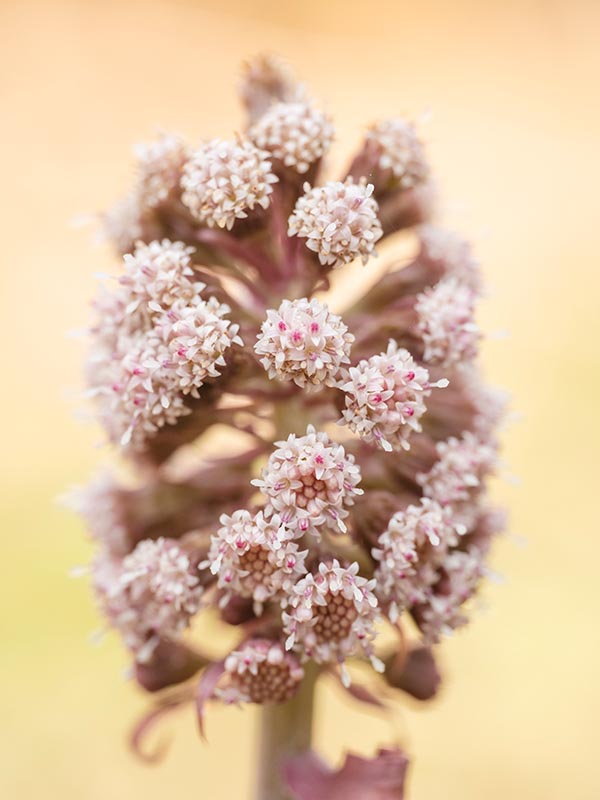 butterbur