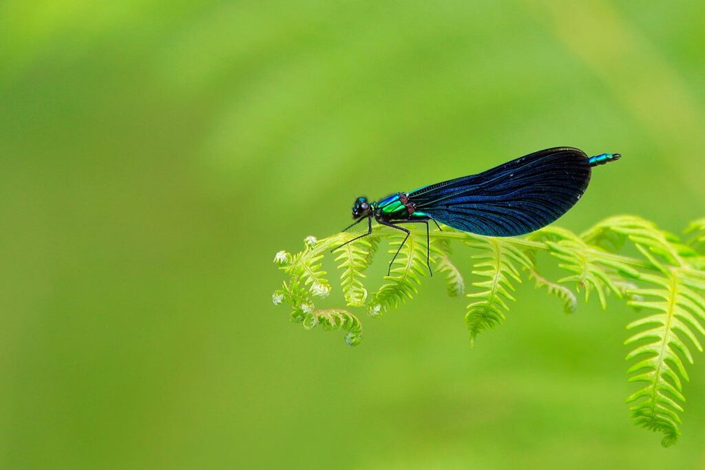 beautiful demoiselle