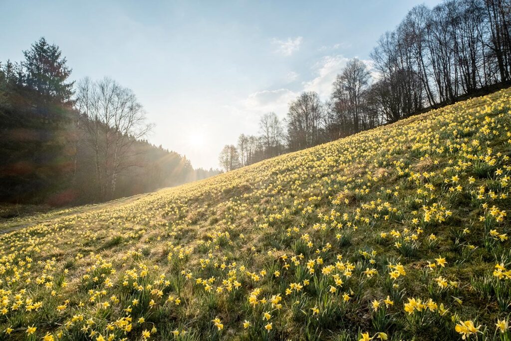 wandelen in duitsland door de narcissenvelden in de Eifel bij de Perlenbach