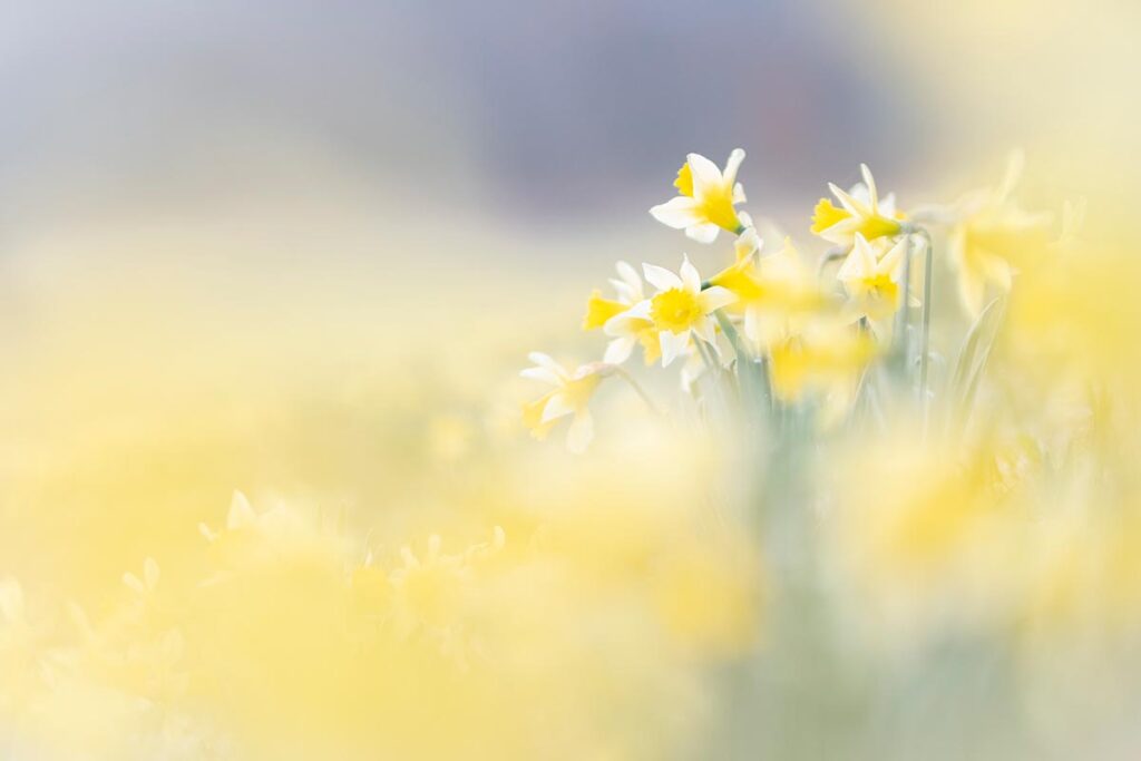 wild daffodil