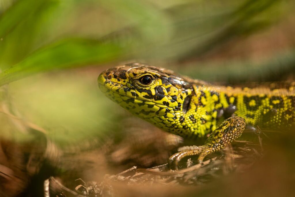 sand lizard