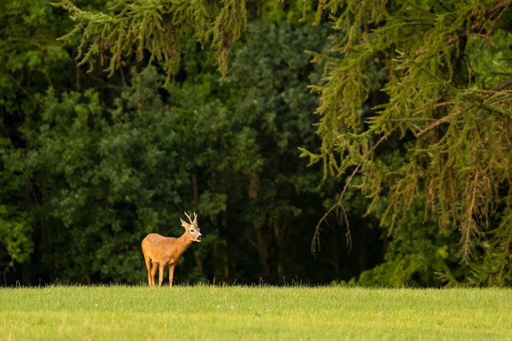 roe deer