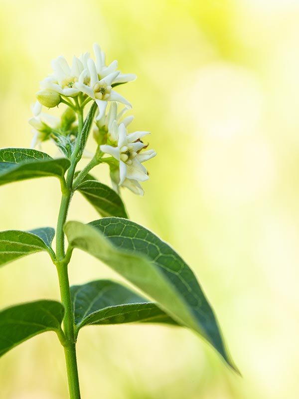 white swallow-wort