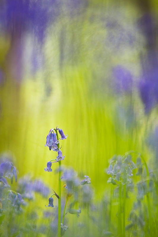common bluebell