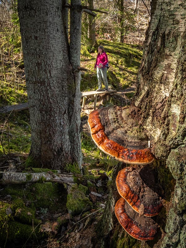 Bruggetjes, mooie doorkijkes en paddenstoelen, je vind het allemaal in het dal van de Järleån