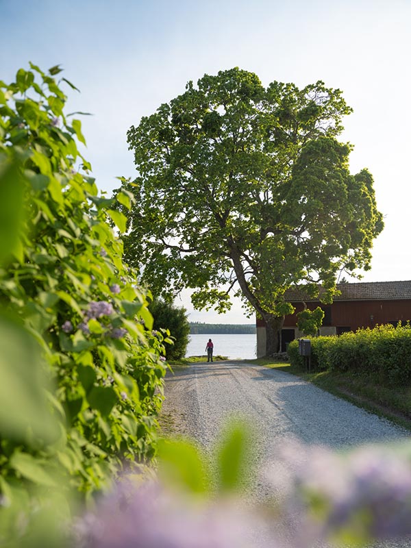 älvhyttan