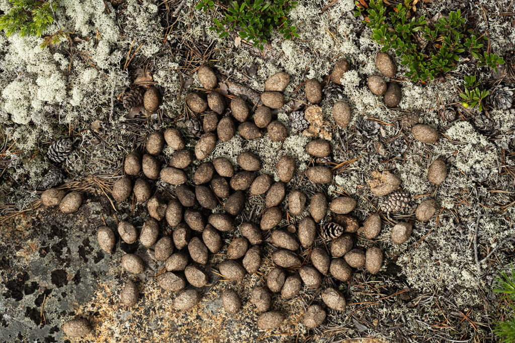 moose droppings elandkeutels