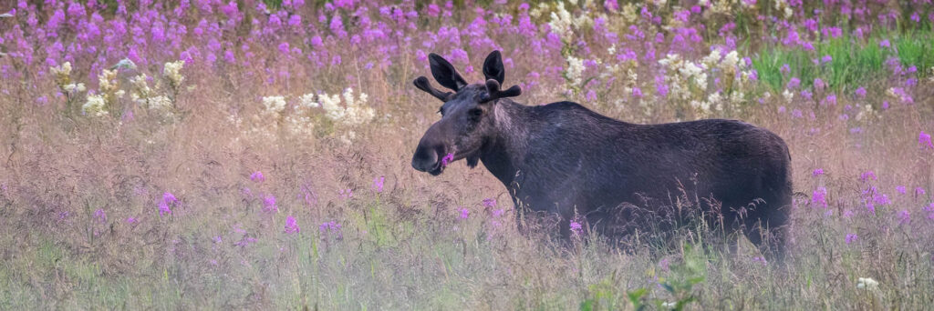 moose eland