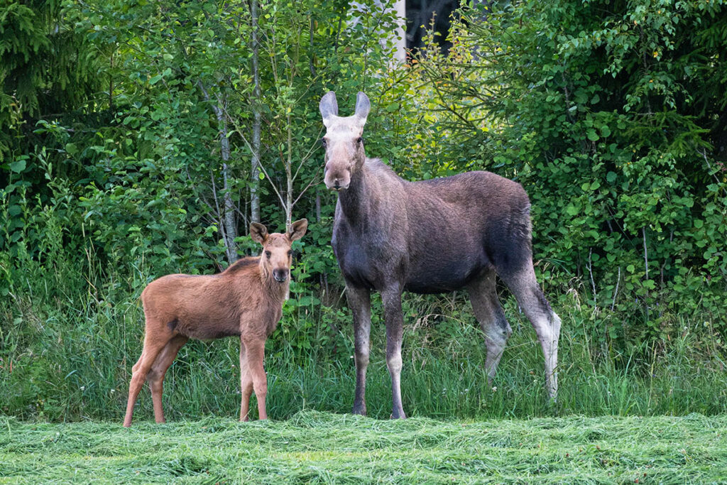 moose eland