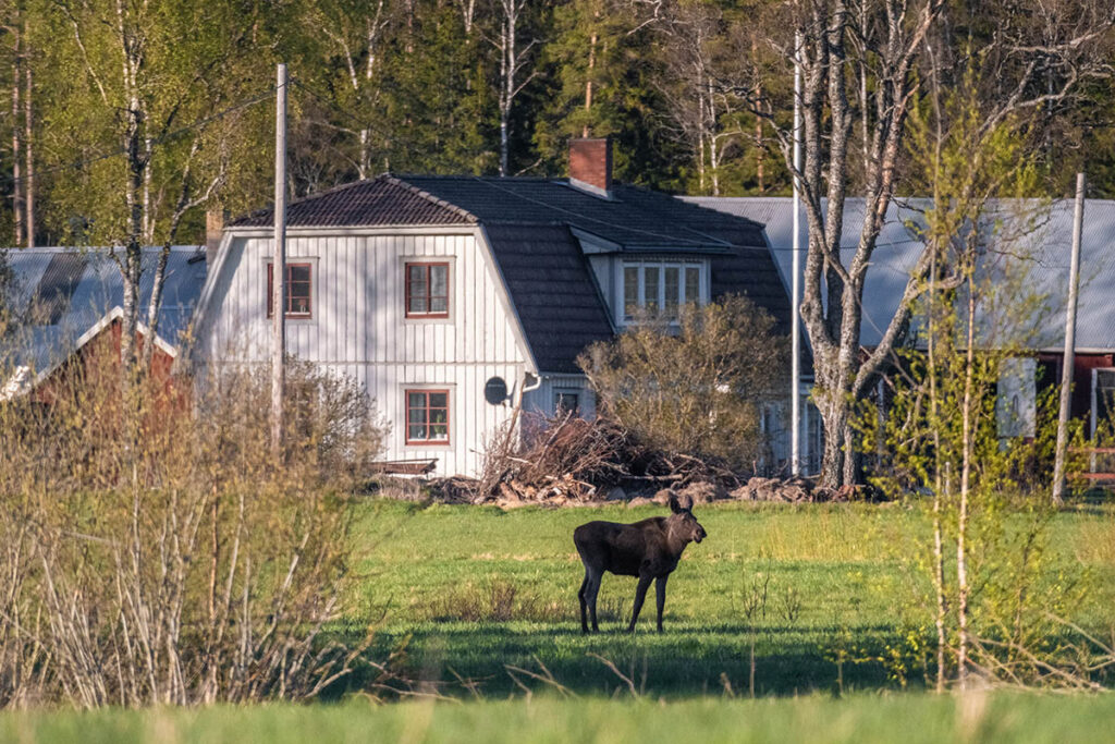 moose eland