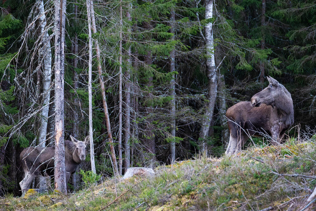 moose eland