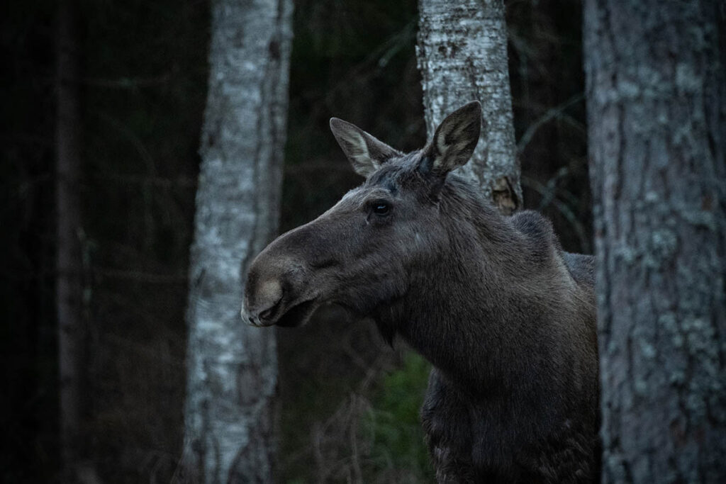 moose eland